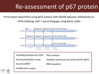 Vaccines against East Coast fever: Re-assessment of p67C and identification of new antigens