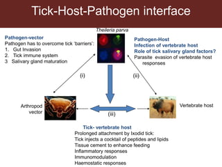 Tick research at ILRI