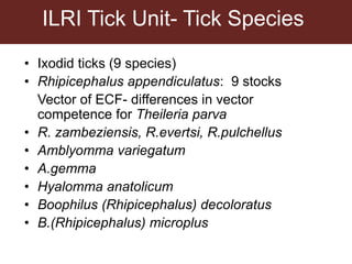 Tick research at ILRI