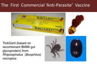 Tick research at ILRI