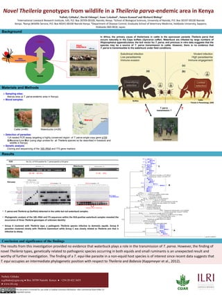 0
Novel Theileria genotypes from wildlife in a Theileria parva-endemic area in Kenya
Naftaly Githaka1, David Odongo2, Isaac Lekolool3 , Saturo Konnai4 and Richard Bishop1
1International Livestock Research Institute, ILRI, P.O. Box 30709-00100, Nairobi, Kenya. 2School of Biological Sciences, University of Nairobi, P.O. Box 30197-00100 Nairobi
Kenya. 3Kenya Wildlife Service, P.O. Box 40241-00100 Nairobi Kenya. 4Department of Disease Control, Graduate School of Veterinary Medicine, Hokkaido University, Sapporo,
Hokkaido 060-0818, Japan.
The results from this investigation provided no evidence that waterbuck plays a role in the transmission of T. parva. However, the finding of
novel Theileria types, genetically related to pathogenic species occurring in both equids and small ruminants is an unexpected result and
worthy of further investigation. The finding of a T. equi-like parasite in a non-equid host species is of interest since recent data suggests that
T. equi occupies an intermediate phylogenetic position with respect to Theileria and Babesia (Kappmeyer et al., 2012).
Naftaly Githaka
n.githaka@cgiar.org ● Box 30709 Nairobi Kenya ● +254 20 422 3655
● www.ilri.org
This document is licensed for use under a Creative Commons Attribution –Non commercial-Share Alike 3.0
Unported License
In Africa, the primary cause of theileriosis in cattle is the sporozoan parasite Theileria parva that
occurs naturally in the Cape buffalo (Syncerus caffer). Waterbuck are infested by large numbers of
Rhipicephalus appendiculatus, the tick vector for T. parva, and previous in vitro data suggests that the
species may be a source of T. parva transmission to cattle. However, there is no evidence that
T. parva is transmissible to the waterbuck under field conditions.
TBDs
transmission
Livestock
Wildlife
Host
interface
Pictures
? ?
T. parva
transmission ?
Trends in Parasitology, 2009
Buffalo Cattle
?
?T. parva
transmission ?
Waterbuck
 Sampling sites:
Marula area (a T. parva-endemic area in Kenya)
 Blood samples:
 Detection of parasites:
1)A nested PCR assay targeting a highly conserved region of T. parva single copy gene p104
2)Reverse Line Blot (using oligo probes for all Theileria species so far described in livestock and
wildlife in Kenya)
 Genetic analysis
Cloning and sequencing of the 18S rRNA and ITS gene markers
Cattle (n=86) Waterbucks (n=26)
Marula
Results
Background
Materials and Methods
A
Cattle samples: 1-18
-ve 9 10 11 12 13 14 15 161 2 3 4 5 6 7 8 17 18
Theileria sp (kudus)
Theileria/Babesia catch-all
Theileria catch-all
Theileria annulata
Theileria buffeli
Theileria equi
Theileria sp (giraffe) 1
Theileria sp. (buffalo)
Theileria velifera
Theileria sp (sable)
Theileria mutans
Theileria parva
Theileria tautoragi
Positive controls
-ve
Waterbuck samples: 1-18
RLB assay
PCR No (%). of PCR positive for T. parva-specific p104 gene
WaterbucksCattle
58 / 86 (67.4%) 0 / 26 (0%)
No T. parva
in the Waterbuck
Cattle samples: 1-18 Waterbuck samples: 1-18
PM P M
Detection of new Theileria spp.
-ve 9 10 11 12 13 14 15 161 2 3 4 5 6 7 8 17 18
A
C
B
Conclusion and significance of the findings
• T. parva and Theileria sp (buffalo) detected in the cattle but not waterbuck samples.
• Phylogenetic analysis of the 18S rRNA and ITS sequences within the RLB-positive waterbuck samples revealed the
occurrence of three Theileria genotypes of unknown identity:
• Group A clustered with Theileria equi, a pathogenic Theileria species infective to domestic equids. Group B
parasites clustered closely with Theileria luwenshuni while Group C was closely related to Theileria ovis that is
infective to sheep.
 