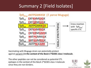 Determinants required for the recognition of the Tp9 CTL Epitope from Theileria parva