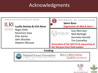 Determinants required for the recognition of the Tp9 CTL Epitope from Theileria parva