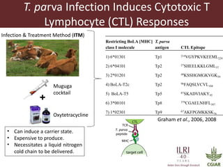 Determinants required for the recognition of the Tp9 CTL Epitope from Theileria parva