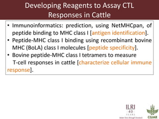 Determinants required for the recognition of the Tp9 CTL Epitope from Theileria parva
