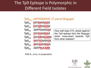 Determinants required for the recognition of the Tp9 CTL Epitope from Theileria parva