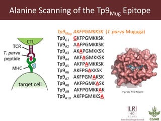Determinants required for the recognition of the Tp9 CTL Epitope from Theileria parva