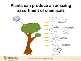 Plants can produce an amazing
assortment of chemicals
vitamin A
vitamin C
vanillin
caffeine
morphine
CO2
 