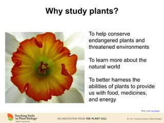 Why study plants?
To help conserve
endangered plants and
threatened environments
To learn more about the
natural world
To better harness the
abilities of plants to provide
us with food, medicines,
and energy
Photo credit: tom donald
 