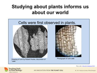 Studying about plants informs us
about our world
Drawing of cork by Robert Hooke, discoverer of
“cells”
Cells were first observed in plants.
Photograph of cork cells
Photo credit: ©David B. Fankhauser, Ph.D
 