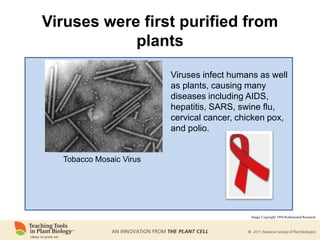 Viruses were first purified from
plants
Tobacco Mosaic Virus
Viruses infect humans as well
as plants, causing many
diseases including AIDS,
hepatitis, SARS, swine flu,
cervical cancer, chicken pox,
and polio.
Image Copyright 1994 Rothamsted Research.
 