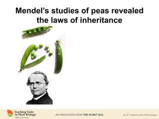 Mendel’s studies of peas revealed
the laws of inheritance
 
