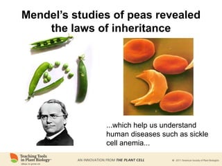 Mendel’s studies of peas revealed
the laws of inheritance
...which help us understand
human diseases such as sickle
cell anemia...
 