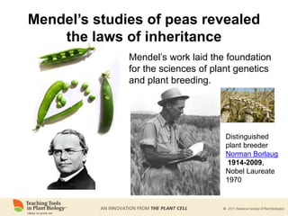 Mendel’s studies of peas revealed
the laws of inheritance
Mendel’s work laid the foundation
for the sciences of plant genetics
and plant breeding.
Distinguished
plant breeder
Norman Borlaug
1914-2009,
Nobel Laureate
1970
 