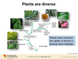 Plants are diverse
Green algae
Liverworts
Mosses
Vascular Plants
Club mosses
Ferns
Seed Plants
Flowering
Plants
Cone-
bearing
plants
Grasses
Broad-
leafed
plants
Land
Plants
Plants have evolved
the ability to thrive in
diverse land habitats
Images courtesy tom donald
 