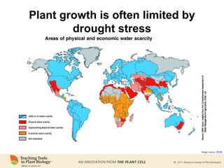 Plant growth is often limited by
drought stress
Image source: IWMI
 