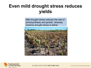 Even mild drought stress reduces
yields
Mild drought stress reduces the rate of
photosynthesis and growth, whereas
extreme drought stress is lethal.
 