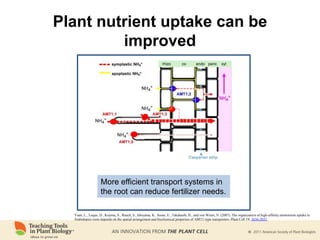 Yuan, L., Loque, D., Kojima, S., Rauch, S., Ishiyama, K., Inoue, E., Takahashi, H., and von Wiren, N. (2007). The organization of high-affinity ammonium uptake in
Arabidopsis roots depends on the spatial arrangement and biochemical properties of AMT1-type transporters. Plant Cell 19: 2636-2652.
More efficient transport systems in
the root can reduce fertilizer needs.
Plant nutrient uptake can be
improved
 
