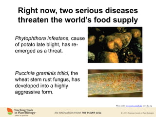 Right now, two serious diseases
threaten the world’s food supply
Phytophthora infestans, cause
of potato late blight, has re-
emerged as a threat.
Puccinia graminis tritici, the
wheat stem rust fungus, has
developed into a highly
aggressive form.
Photo credits: www.news.cornell.edu; www.fao.org
 