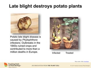 Late blight destroys potato plants
Potato late blight disease is
caused by Phytophthora
infestans. Outbreaks in the
1840s ruined crops and
contributed to more than a
million deaths in Europe.
Photo credits: USDA; Scott Bauer
Infected Treated
 