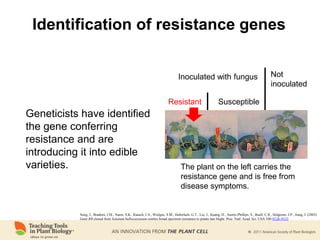 Identification of resistance genes
Resistant
Inoculated with fungus Not
inoculated
Susceptible
The plant on the left carries the
resistance gene and is free from
disease symptoms.
Song, J., Bradeen, J.M., Naess, S.K., Raasch, J.A., Wielgus, S.M., Haberlach, G.T., Liu, J., Kuang, H., Austin-Phillips, S., Buell, C.R., Helgeson, J.P., Jiang, J. (2003)
Gene RB cloned from Solanum bulbocastanum confers broad spectrum resistance to potato late blight. Proc. Natl. Acad. Sci. USA 100:9128–9133.
Geneticists have identified
the gene conferring
resistance and are
introducing it into edible
varieties.
 