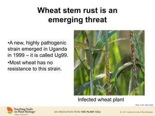 Wheat stem rust is an
emerging threat
•A new, highly pathogenic
strain emerged in Uganda
in 1999 – it is called Ug99.
•Most wheat has no
resistance to this strain.
Infected wheat plant
Photo credit: ARS USDA
 