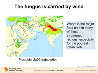 The fungus is carried by wind
Wheat is the major
food crop in many
of these
threatened
regions, especially
for the poorest
inhabitants.
Probable Ug99 trajectories
Photo credit: www.wheatrust.cornell.edu
 