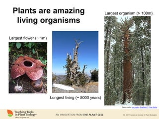 Plants are amazing
living organisms
Largest flower (~ 1m)
Longest living (~ 5000 years)
Largest organism (> 100m)
Photo credits: ma_suska; Bradluke22; Stan Shebs
 