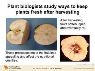 Plant biologists study ways to keep
plants fresh after harvesting
After harvesting,
fruits soften, ripen,
and eventually rot.
These processes make the fruit less
appealing and affect the nutritional
qualities.
Photo credits: Cornell University ; ARC
 