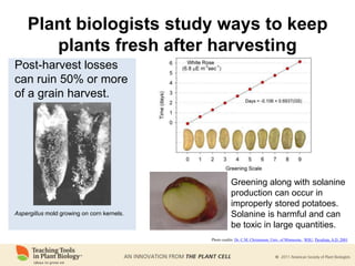 Greening along with solanine
production can occur in
improperly stored potatoes.
Solanine is harmful and can
be toxic in large quantities.
Photo credits: Dr. C.M. Christensen, Univ. of Minnesota.; WSU; Pavalista, A.D. 2001
Aspergillus mold growing on corn kernels.
Post-harvest losses
can ruin 50% or more
of a grain harvest.
Plant biologists study ways to keep
plants fresh after harvesting
 