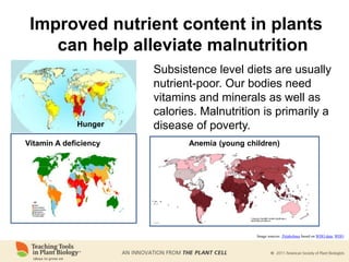 Vitamin A deficiency
Hunger
Subsistence level diets are usually
nutrient-poor. Our bodies need
vitamins and minerals as well as
calories. Malnutrition is primarily a
disease of poverty.
Anemia (young children)
Improved nutrient content in plants
can help alleviate malnutrition
Image sources: Petaholmes based on WHO data; WHO
 