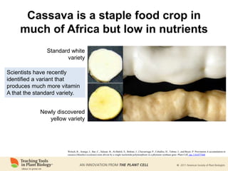 Cassava is a staple food crop in
much of Africa but low in nutrients
Scientists have recently
identified a variant that
produces much more vitamin
A that the standard variety.
Welsch, R., Arango, J., Bar, C., Salazar, B., Al-Babili, S., Beltran, J., Chavarriaga, P., Ceballos, H., Tohme, J., and Beyer, P. Provitamin A accumulation in
cassava (Manihot esculenta) roots driven by a single nucleotide polymorphism in a phytoene synthase gene. Plant Cell: tpc.110.077560.
Standard white
variety
Newly discovered
yellow variety
 