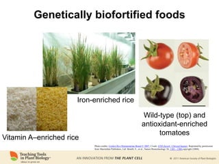 Genetically biofortified foods
Iron-enriched rice
Wild-type (top) and
antioxidant-enriched
tomatoes
Photo credits: Golden Rice Humanitarian Board © 2007; Credit: ETH Zurich / Christof Sautter; Reprinted by permission
from Macmillan Publishers, Ltd: Butelli, E., et al., Nature Biotechnology 26, 1301 - 1308 copyright (2008).
Vitamin A–enriched rice
 