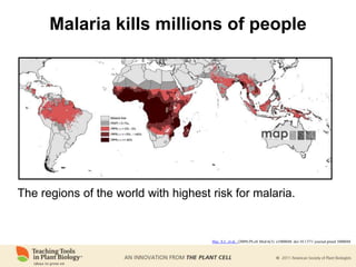 Malaria kills millions of people
The regions of the world with highest risk for malaria.
Hay, S.I., et al., (2009) PLoS Med 6(3): e1000048. doi:10.1371/ journal.pmed.1000048
 
