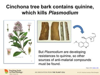 But Plasmodium are developing
resistances to quinine, so other
sources of anti-malarial compounds
must be found.
Image credits: Köhler; CDC
Cinchona tree bark contains quinine,
which kills Plasmodium
 