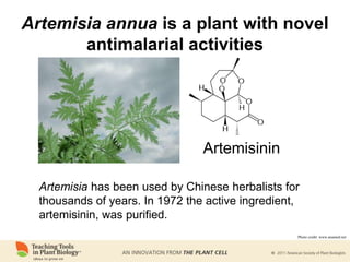 Artemisia annua is a plant with novel
antimalarial activities
Photo credit: www.anamed.net
Artemisinin
Artemisia has been used by Chinese herbalists for
thousands of years. In 1972 the active ingredient,
artemisinin, was purified.
 