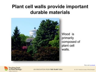 Plant cell walls provide important
durable materials
Wood is
primarily
composed of
plant cell
walls.
Photo credit: tom donald
 