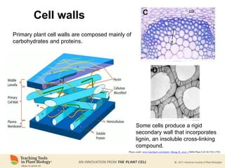 Cell walls
Photo credit: www.wpclipart.com/plants; Zhong, R., et al., (2008) Plant Cell 20:2763-2782 .
Primary plant cell walls are composed mainly of
carbohydrates and proteins.
Some cells produce a rigid
secondary wall that incorporates
lignin, an insoluble cross-linking
compound.
 