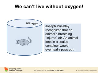 We can’t live without oxygen!
X
X
NO oxygen
Joseph Priestley
recognized that an
animal’s breathing
“injured” air. An animal
kept in a sealed
container would
eventually pass out.
 