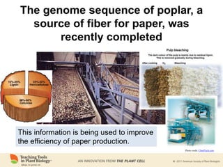 The genome sequence of poplar, a
source of fiber for paper, was
recently completed
This information is being used to improve
the efficiency of paper production.
Photo credit: ChmlTech.com
 