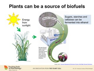 Plants can be a source of biofuels
Energy
from
sunlight
Image source: Genome Management Information System, Oak Ridge National Laboratory
Sugars, starches and
cellulose can be
fermented into ethanol
 