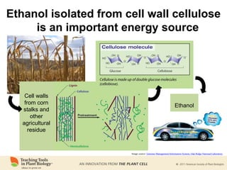 Ethanol isolated from cell wall cellulose
is an important energy source
Cell walls
from corn
stalks and
other
agricultural
residue
Ethanol
Image source: Genome Management Information System, Oak Ridge National Laboratory
 