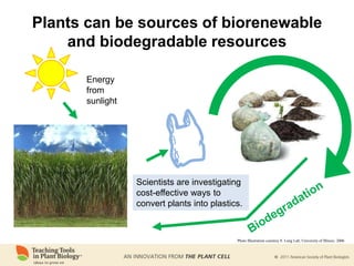 Energy
from
sunlight
Plants can be sources of biorenewable
and biodegradable resources
Scientists are investigating
cost-effective ways to
convert plants into plastics.
Photo Illustration courtesy S. Long Lab, University of Illinois, 2006
 