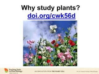 Why study plants?
doi.org/cwk56d
www.plantcell.org/cgi/doi/10.1105/tpc.109.tt1009
 