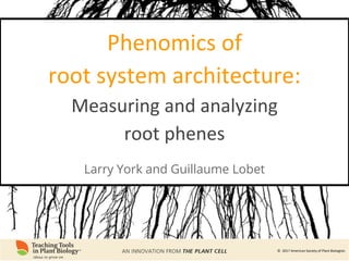 Root Ph Phenomics of Root System Architecture: Measuring and Analyzing Root ...