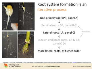 Phenomics of Root System Architecture: Measuring and Analyzing Root ...