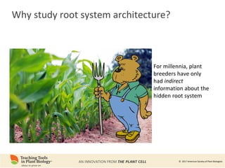 Bioengineering Root System Phenomics of Root System Architecture: Measuring and Analyzing Root ...