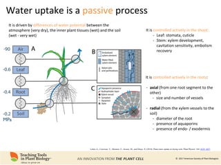 Root Ph Phenomics of Root System Architecture: Measuring and Analyzing Root ...