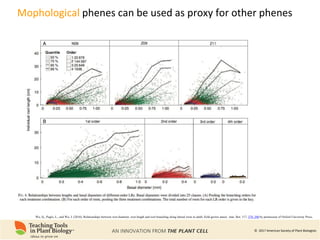 Phenomics of Root System Architecture: Measuring and Analyzing Root ...