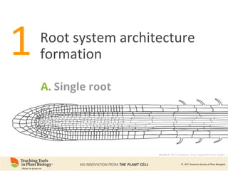 Root Ph Phenomics of Root System Architecture: Measuring and Analyzing Root ...